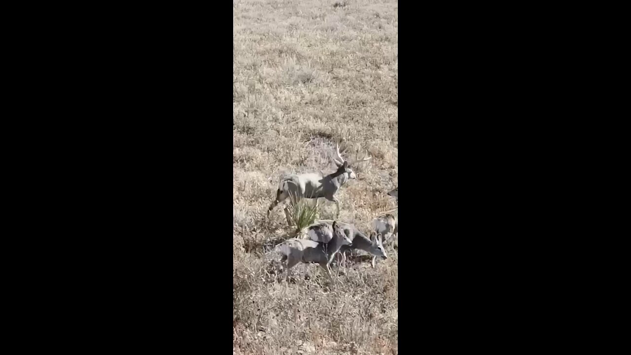 This deer knows when to fight and when to run