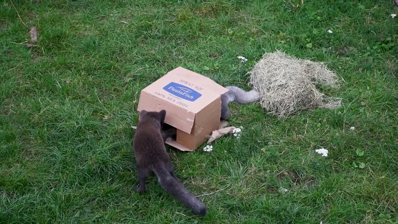 Artic Fox Cubs vs Box