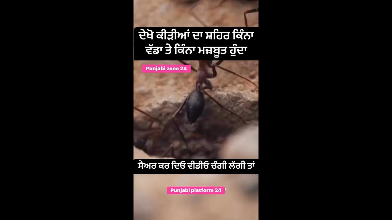 ਦੇਖੋ ਕੀੜੀਆਂ ਦਾ ਸ਼ਹਿਰ