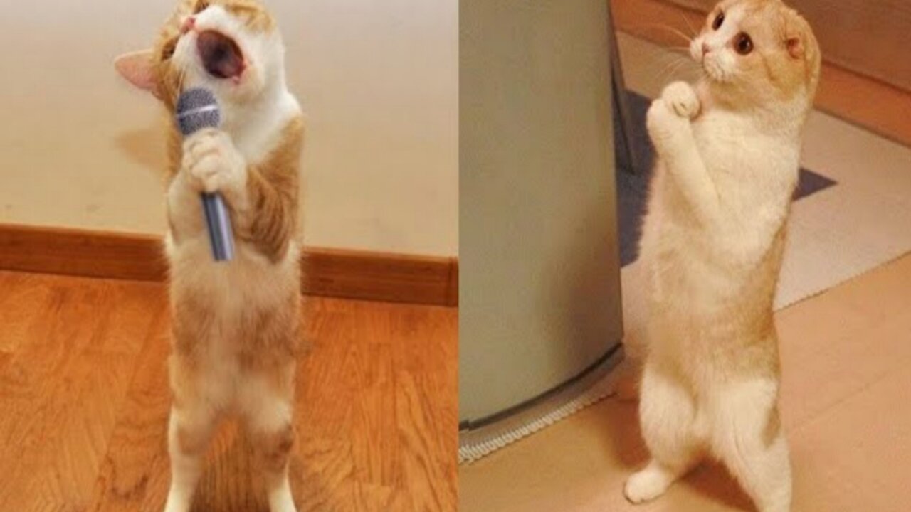 funny cat moments | cat video| crazy cat funniest moments.