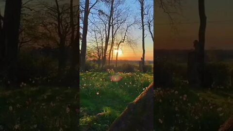 Golden Hours On The Country Side tiktok licciy