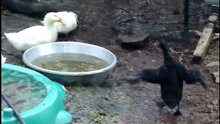 Ducks and Chickens on a Super Windy Day Part Two. Testing my new camera No Sound