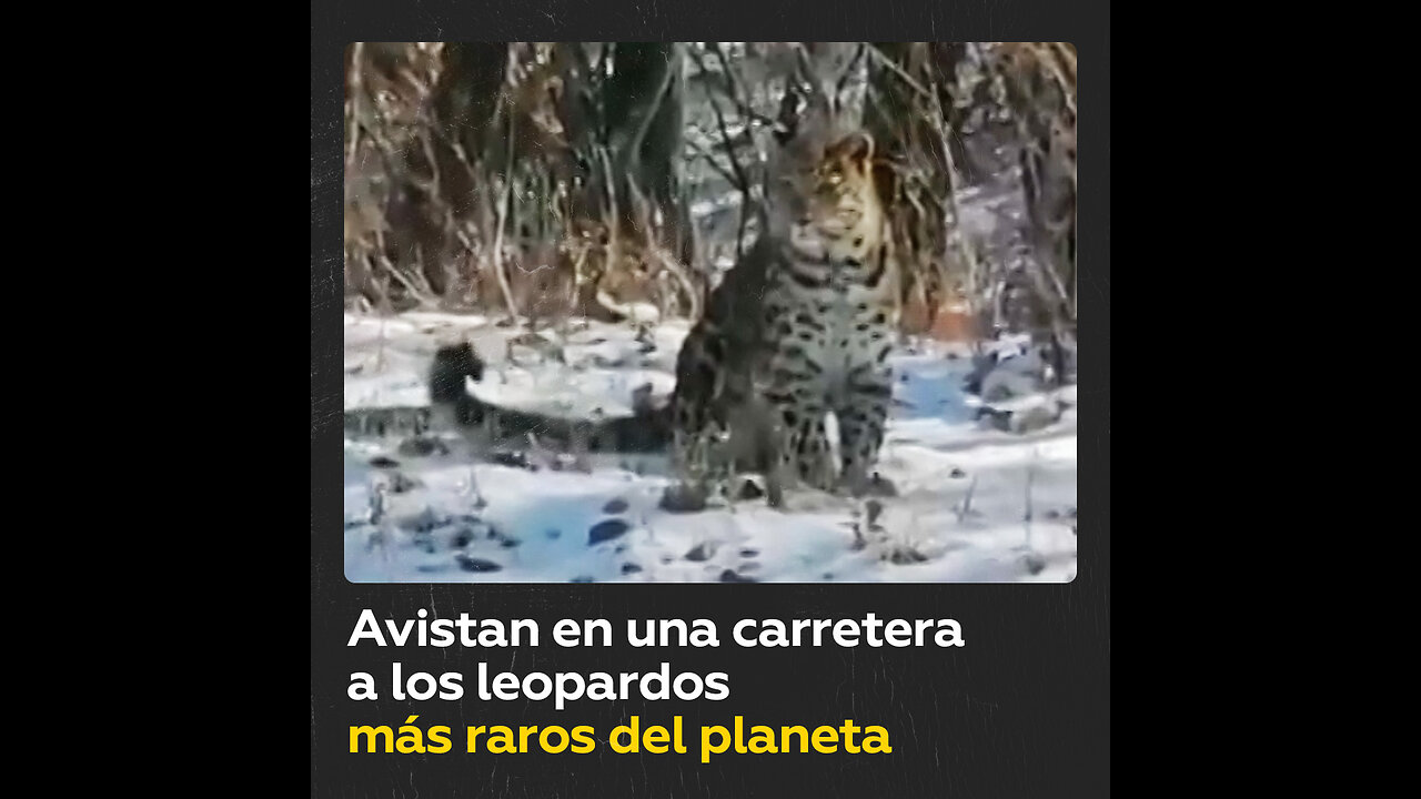 Una familia de raros felinos sale a pasear