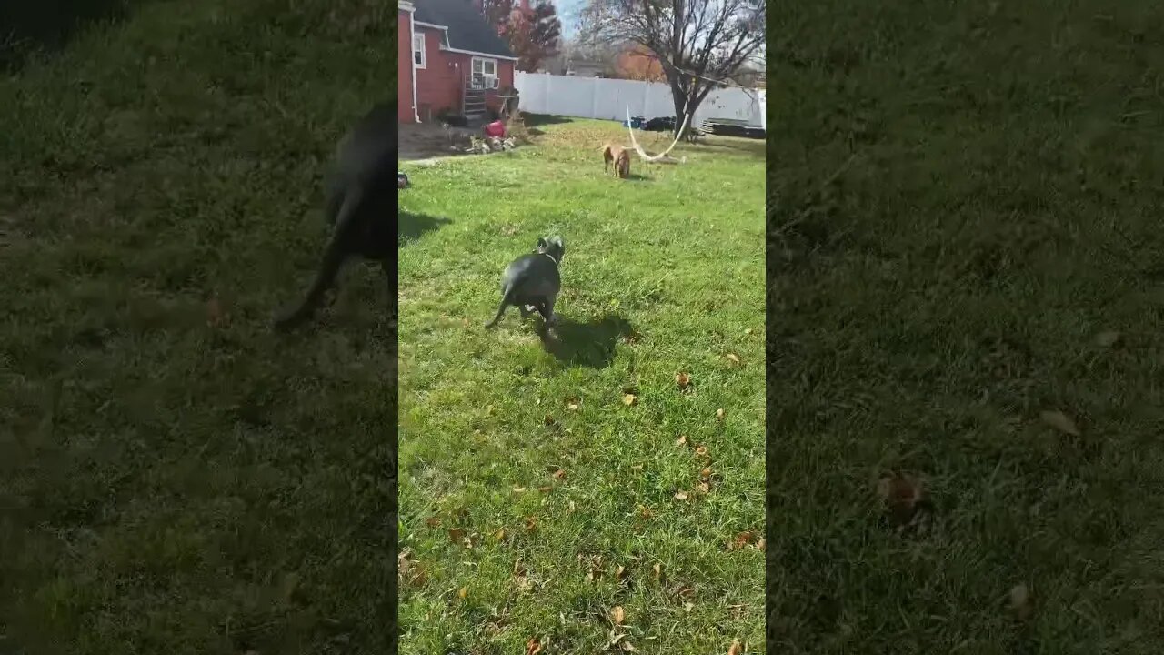 Sneaking up on her big brother😂#shorts #dog #cute #dogs