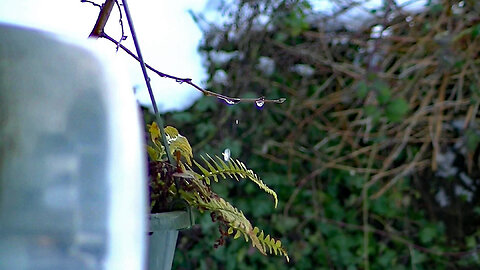 IECV NV #745 - 👀 Water Droplets Running Down The Tree Branch 2-13-2019