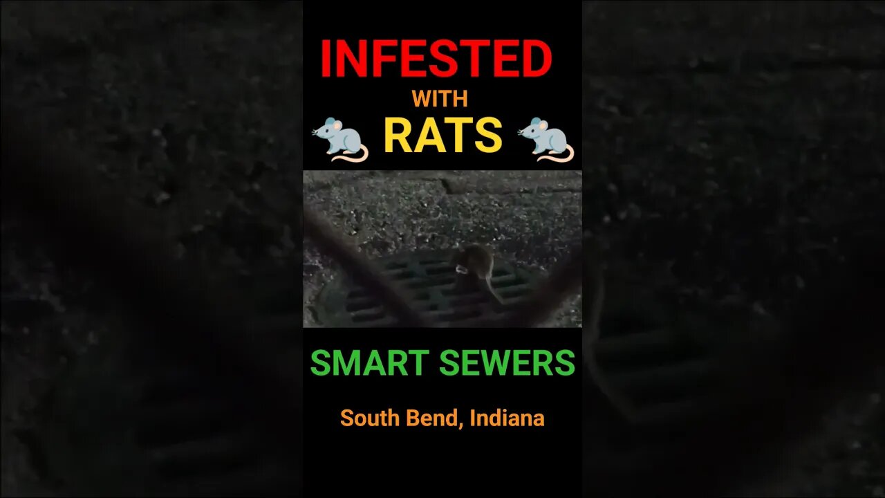 SMART SEWERS - Infested With Rats - South Bend, Indiana #southbend #rat #rodents