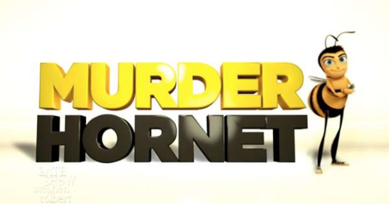 Episode 100 Murder Hornets