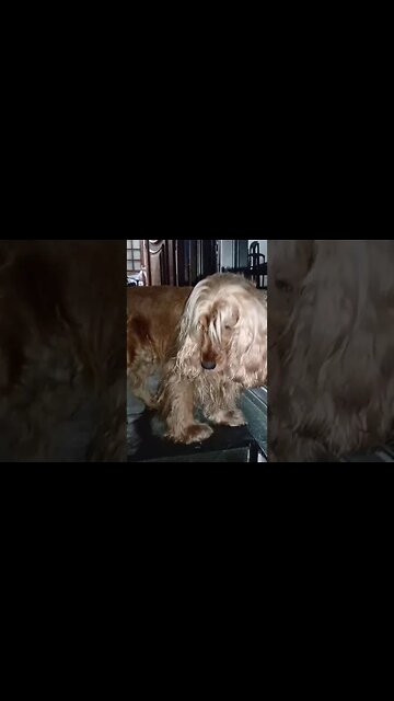 #dogshow , #amimals , #dogs , #shorts