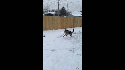 Dog runs with a stick in the snow