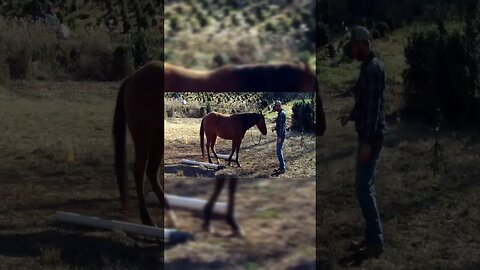 Cowboy uses the force to train horses