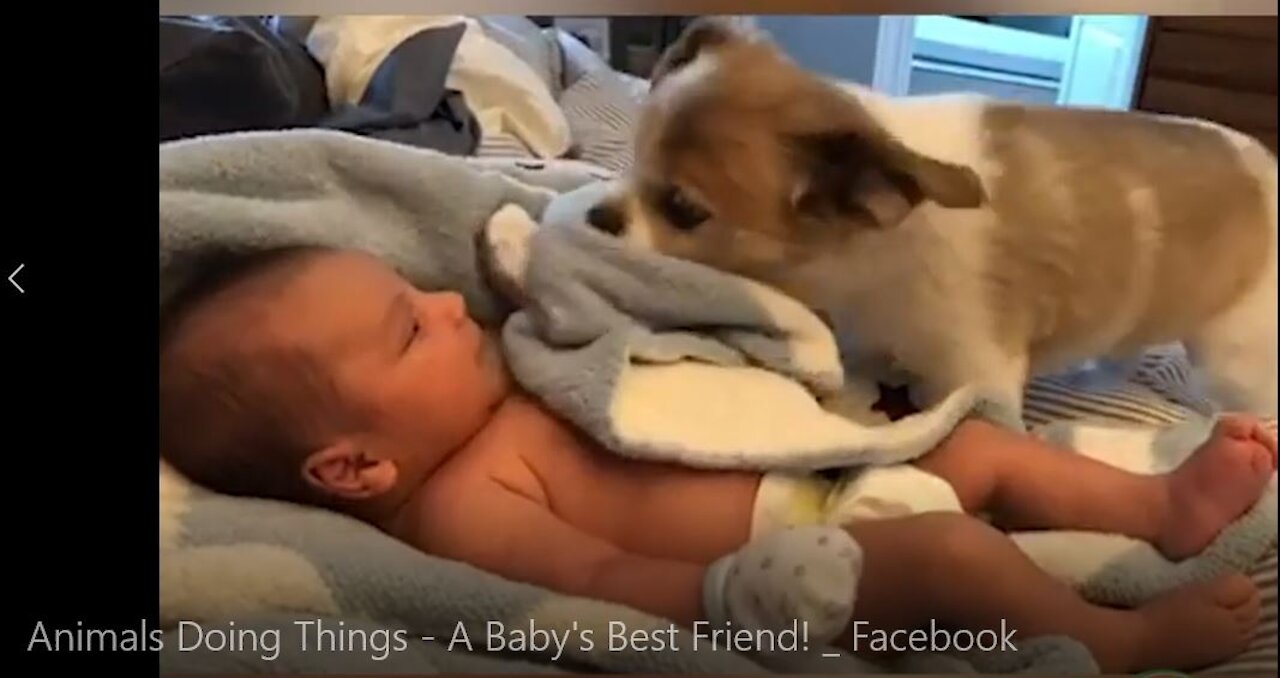 Animals Doing Things - A Baby's Best Friend!