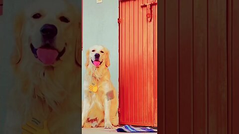 I’m always Hungry 🤤 #goldenretriever #ghost #shortscreator #dogshorts #retrieverlove