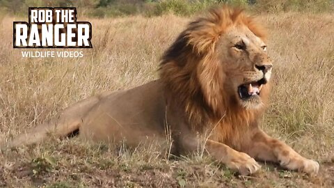 Big Male Lion And Little Cubs | Maasai Mara Safari | Zebra Plains