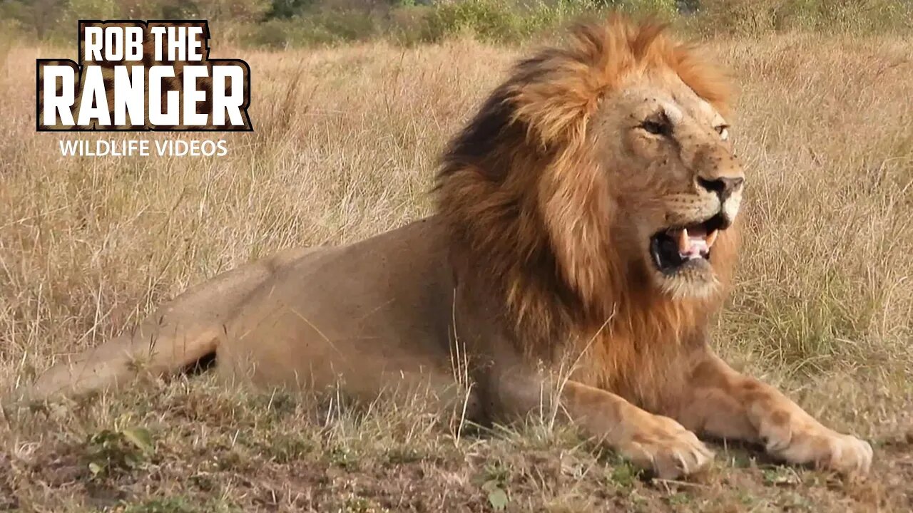 Big Male Lion And Little Cubs | Maasai Mara Safari | Zebra Plains