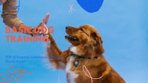 Basic Dog Training – TOP 10 Essential Commands Every Dog Should Know!