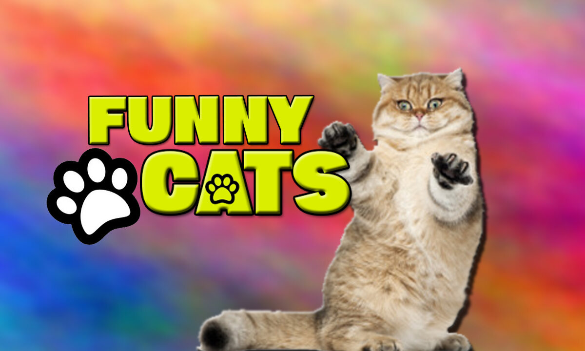 Wonderful Funny Cute Kittens