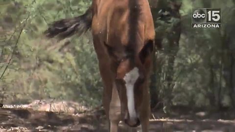 6 secrets about Salt River Wild Horses - ABC15 Digital