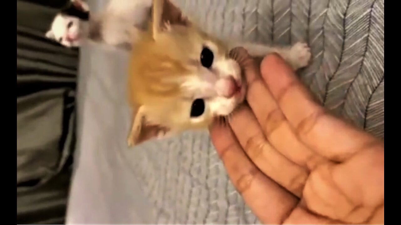 Baby cat looking so adorable