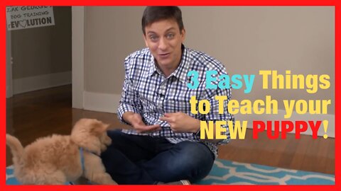 3 Easy Things to Teach your NEW PUPPY!