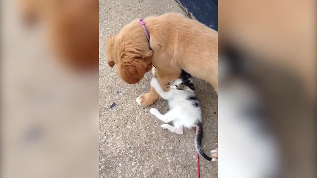 Golden Retriever Finds A New Wrestle Buddy