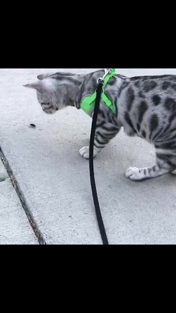 Cat On A Leash Tries To Befriend Very Large Bug