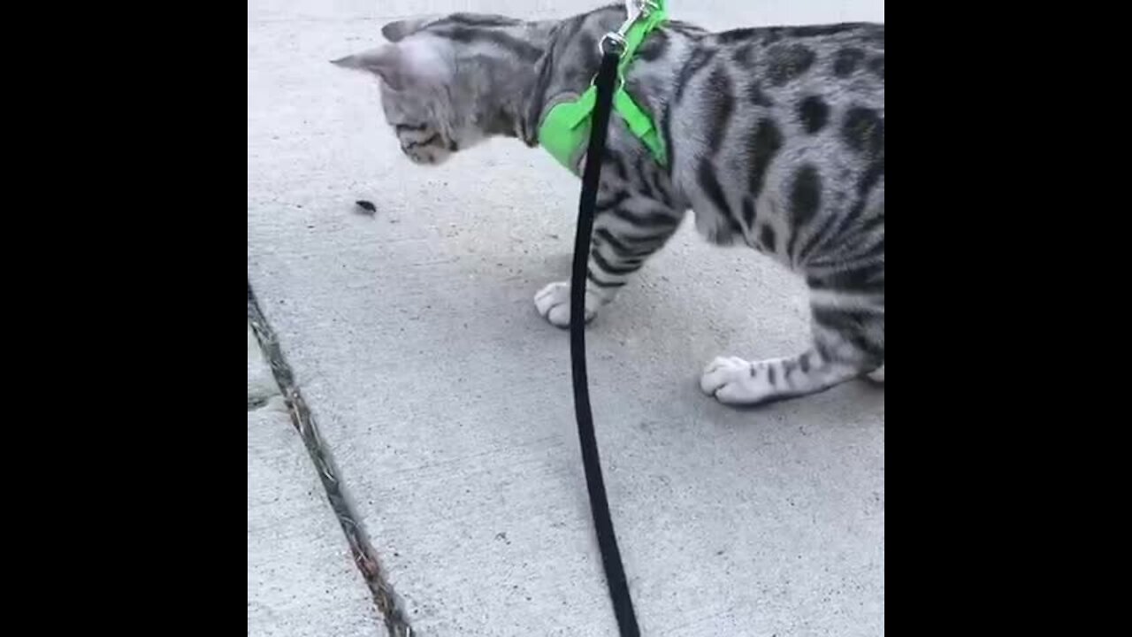 Cat On A Leash Tries To Befriend Very Large Bug