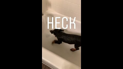 Puppy has mind blown by first bath experience