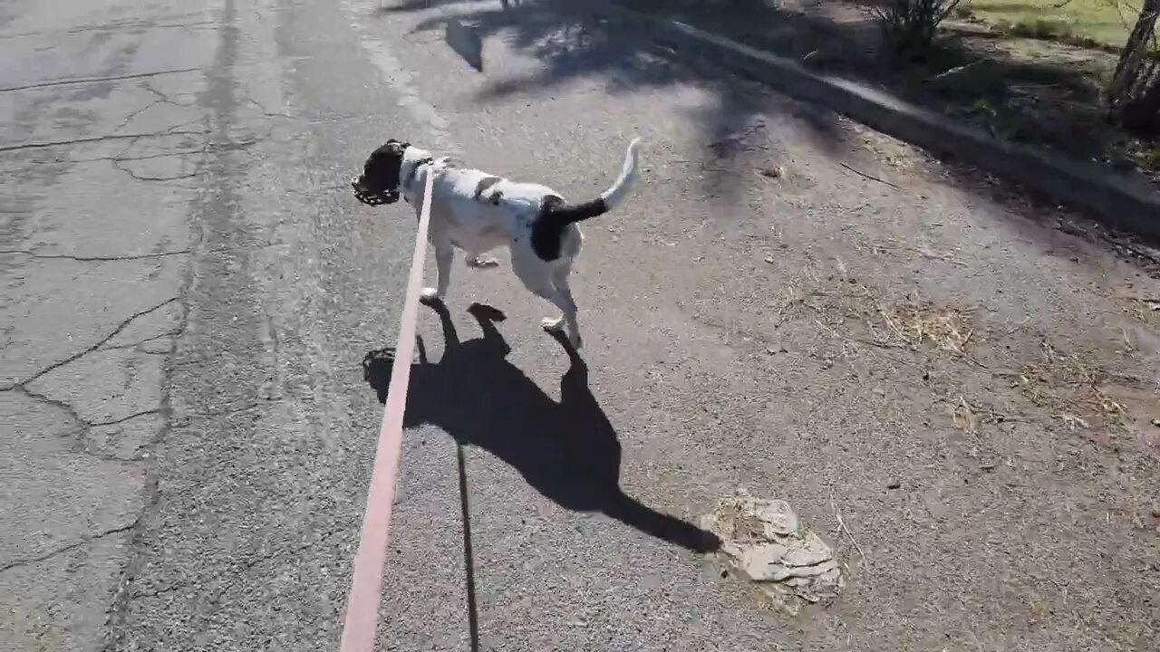 Larry: Assessment 19 (Dog, Human, & Animal Aggression)