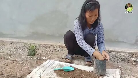 How to Grow Pineapple with Water at Home