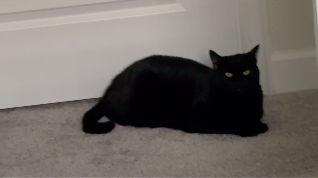 Adopting a Cat from a Shelter Vlog - Cute Precious Piper is a Storage Closet Guard