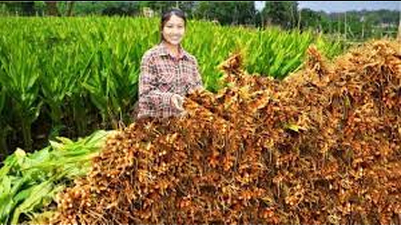 Awesome spice and herb in Turmeric - Turmeric farming and harvest - Turmeric cultivation Technology