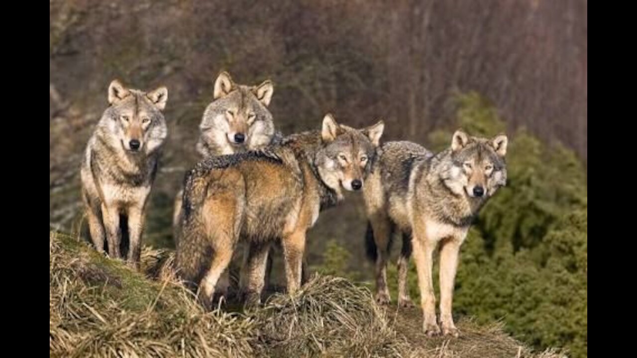 Wolves resting in the forest