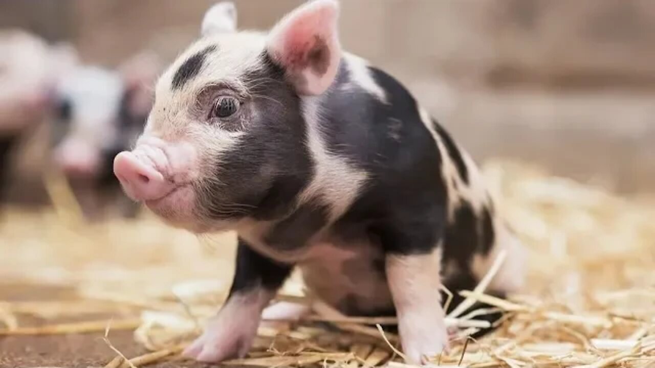 What does YHWH say about swine?