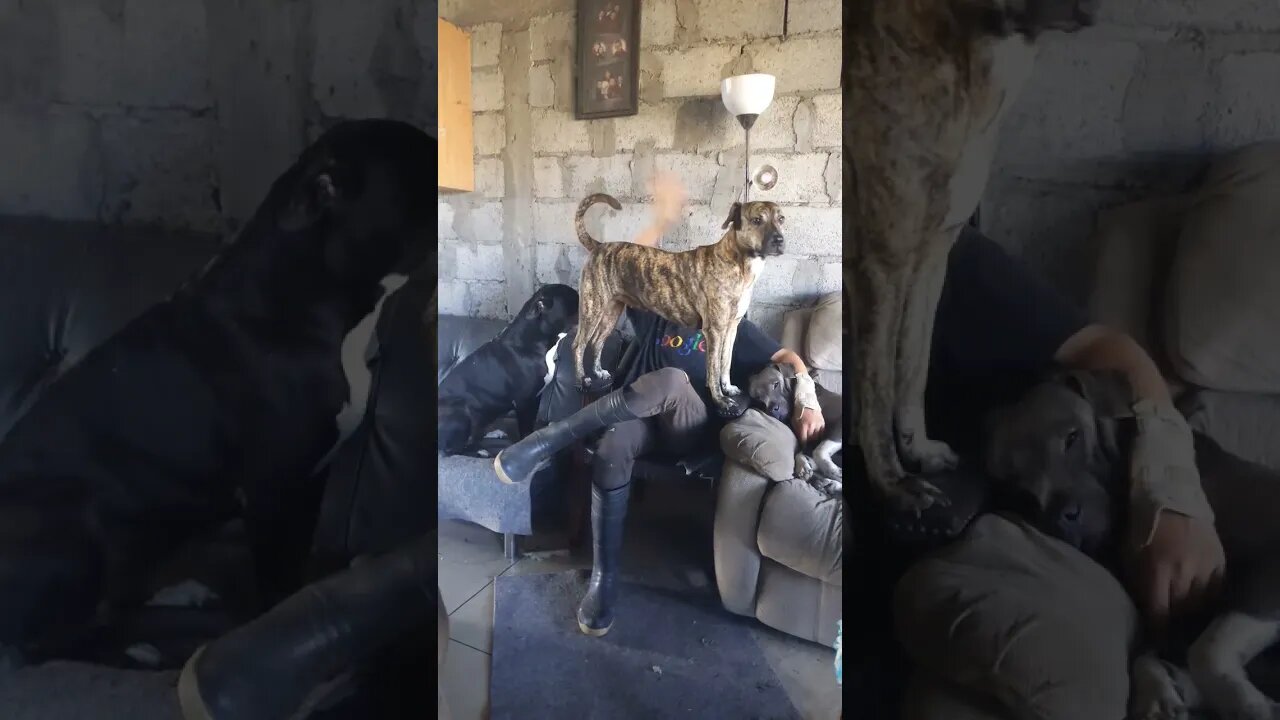 Ever See a Dig Sit Like This? 🤔