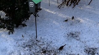 SnowBirds 4