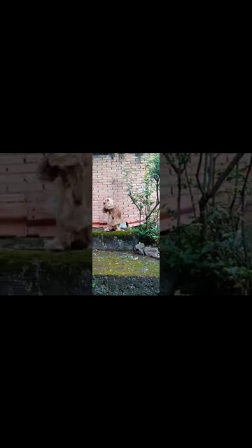 dogshow golden , shorts