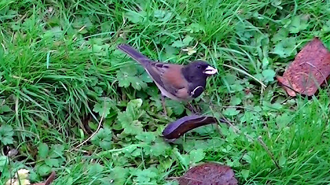 IECV NV #738 - 👀 Dark Eyed Junco Eating Bread 11-24-2018