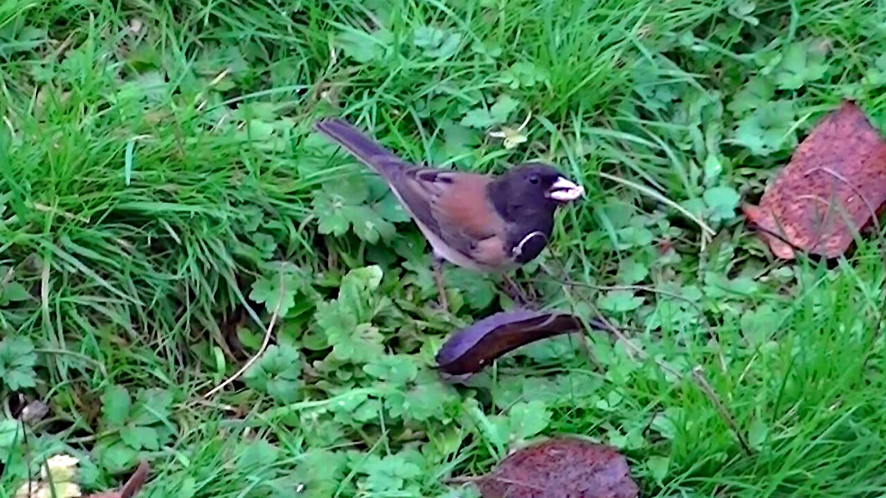 IECV NV #738 - 👀 Dark Eyed Junco Eating Bread 11-24-2018