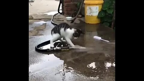 PLAYING CAT VIDEO MEAWWW