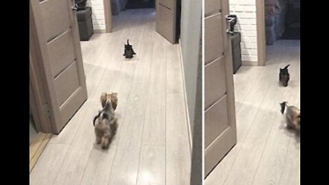 Happy Yorkie mom adorably plays with Hur puppies