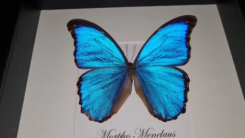 Morpho Menelaus BLUE butterflies by Luc.v.S Butterfly ARTWORK