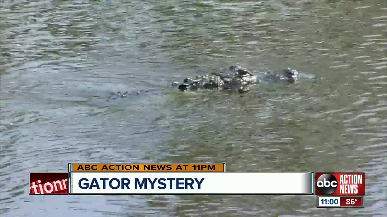 Polk sheriff investigating body found near alligator in Fort Meade canal