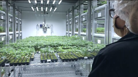 Las Vegas cannabis culture celebrates 420