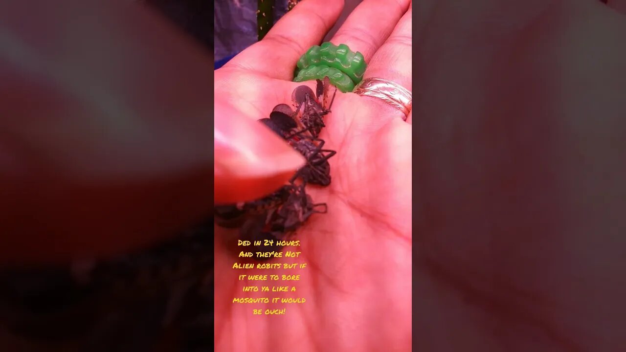 No they're not Alien Robits, but ya can never be to careful of anything these days.. #lanternflies