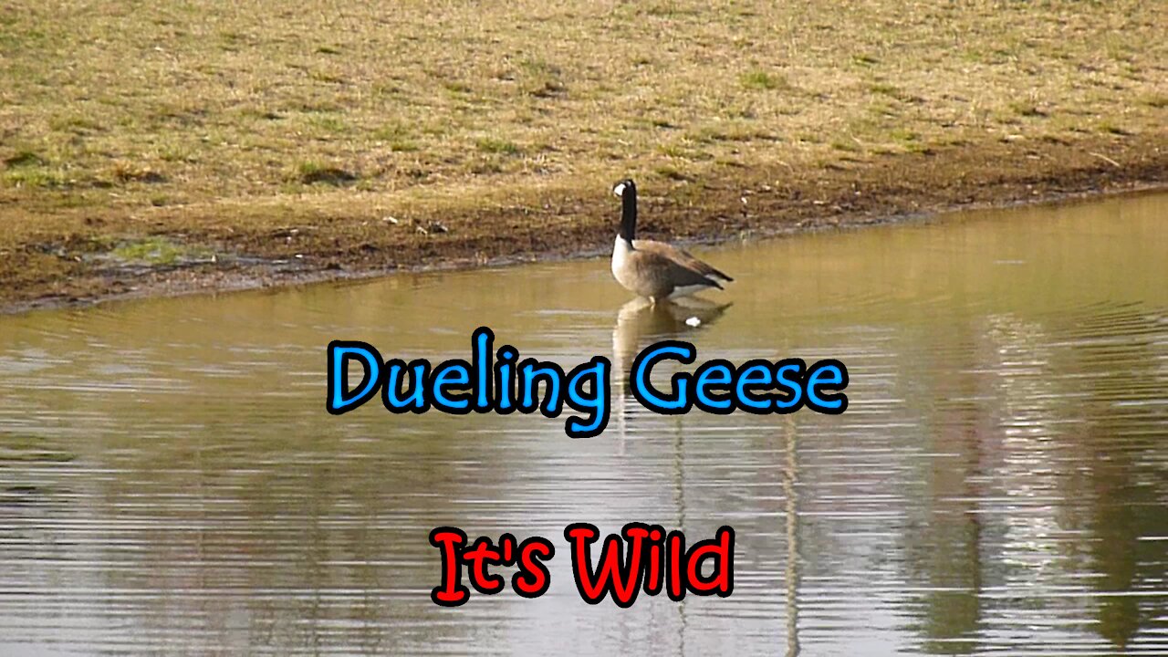 Dueling Geese – It’s Wild