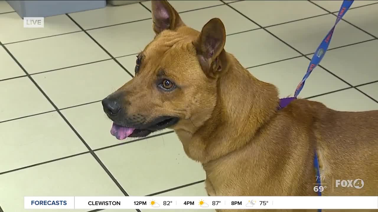 Pet adoptions and fosters impacted by coronavirus in SWFL