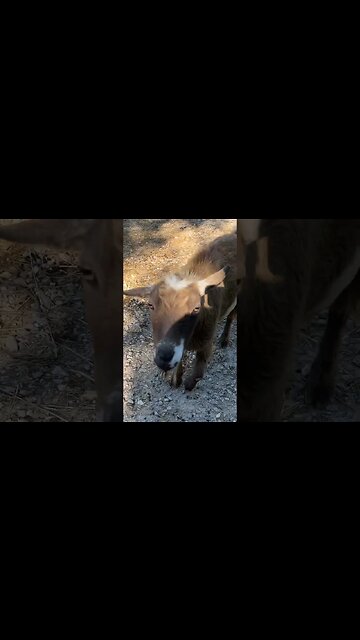 Goodbye to Our Goats Don and Hank #farmlife #nigeriandwarf #goats