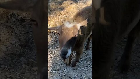 Goodbye to Our Goats Don and Hank #farmlife #nigeriandwarf #goats