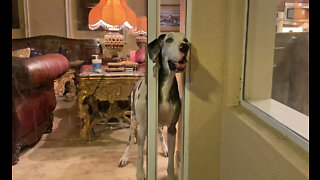 Funny senior Great Dane opens the door & invites herself to dinner