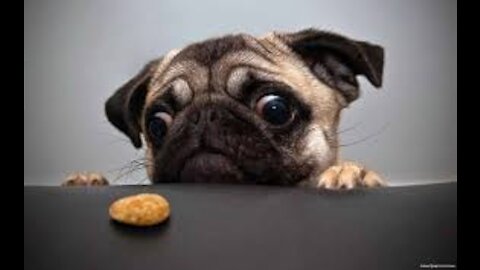 Dog Reaction to Cutting Cake - Funny Dog